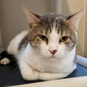 Sirius -  Domestic Short Hair Cat for Adoption in Dubuque, Iowa - Sirius | PetCurious
