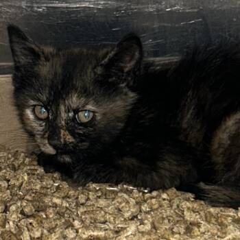 Snow -  Domestic Short Hair Cat for Adoption in Newark, New Jersey - Snow | PetCurious