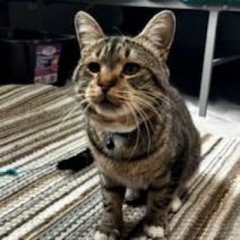 Rescue Domestic Short Hair Cats for Adoption in Grayling, Michigan - Luke | PetCurious