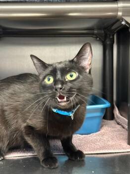 Penelope -  Domestic Short Hair Cat for Adoption in Sandy, Utah - Penelope | PetCurious