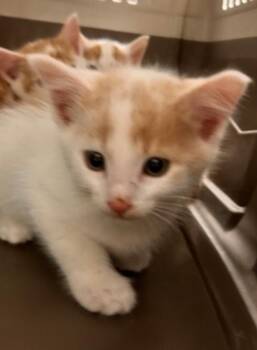 Rescue Domestic Medium Hair Cats for Adoption in Marshall, North Carolina - Apple Cider | PetCurious