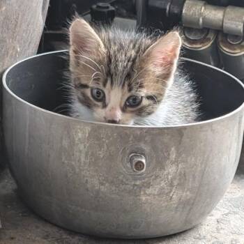 Mr. Red -  American Shorthair Cat for Adoption in Freeport, Florida - Mr. Red | PetCurious
