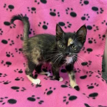 Sonnet -  Domestic Short Hair Cat for Adoption in Long Beach, California - Sonnet | PetCurious