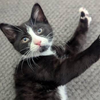 Hemi -  Domestic Short Hair and Tuxedo Cat for Adoption in Grand Rapids, Michigan - Hemi | PetCurious