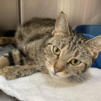Love -  Domestic Short Hair Cat for Adoption in Port Charlotte, Florida - Love | PetCurious