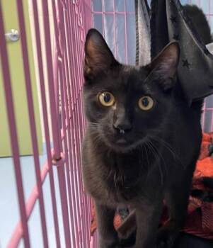 Rescue Domestic Short Hair Cats for Adoption in Gloucester, Massachusetts - Milo | PetCurious