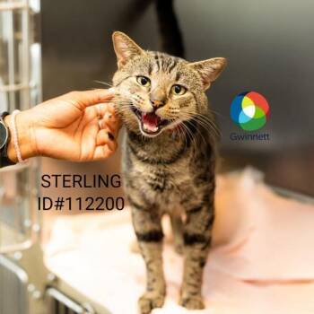 Rescue Domestic Short Hair Cats for Adoption in Rocky Mount, Virginia - Sterling | PetCurious