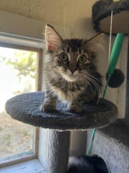 Flora -  Domestic Long Hair Cat for Adoption in Ontario, California - Flora | PetCurious