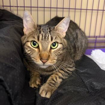 Shelby -  Domestic Short Hair Cat for Adoption in Bedford, New Hampshire - Shelby | PetCurious