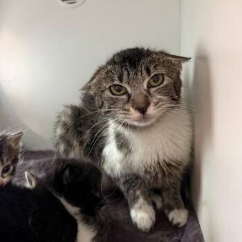 Priscilla -  Domestic Short Hair Cat for Adoption in Branford, Connecticut - Priscilla | PetCurious
