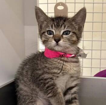 Domestic Short Hair Cats Available for Adoption in Kansas City, Missouri - Fried Pickles | PetCurious