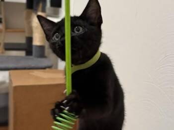 MIDNIGHT -  Domestic Short Hair Cat for Adoption in Palo Alto, California - MIDNIGHT | PetCurious