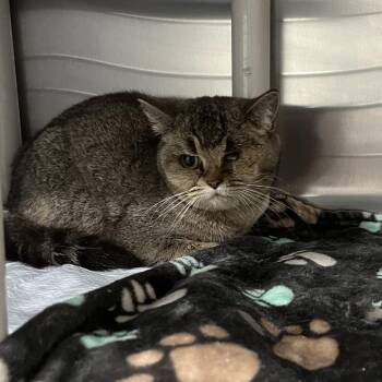 British Shorthair Cats Available for Adoption in Hinesville, Georgia - Valencia | PetCurious