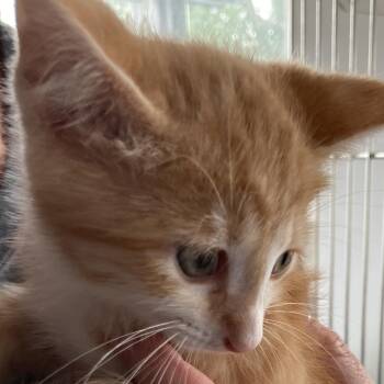 Domestic Medium Hair Cats Available for Adoption in Marion, Illinois - Sriracha | PetCurious