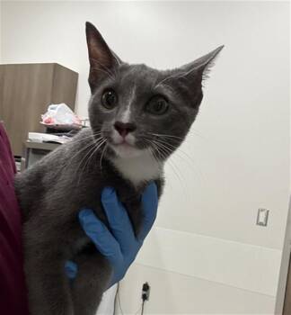 MILO -  Domestic Short Hair Cat for Adoption in Baytown, Texas - MILO | PetCurious