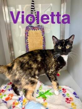 Violetta -  Domestic Short Hair Cat for Adoption in Fort Worth, Texas - Violetta | PetCurious