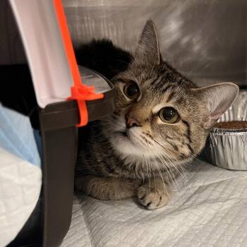 "Baby" -  Domestic Short Hair Cat for Adoption in Salt Lake City, Utah - "Baby" | PetCurious