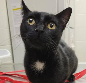 Rescue Domestic Long Hair Cats for Adoption in Pocatello, Idaho - Jiji 45497 | PetCurious