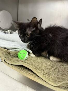 BOTTLE FLIP -  Domestic Medium Hair and Domestic Short Hair Cat for Adoption in Omaha, Nebraska - BOTTLE FLIP | PetCurious