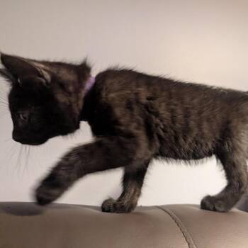 Raven Mewstique Darkholme -  Domestic Short Hair Cat for Adoption in Granville, Ohio - Raven Mewstique Darkholme | PetCurious