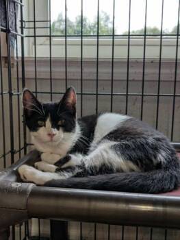 Rescue Domestic Short Hair Cats for Adoption in Shohola, Pennsylvania - Biscuit | PetCurious