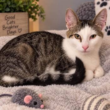 Andy -  Tabby and Domestic Short Hair Cat for Adoption in Andover, Minnesota - Andy | PetCurious