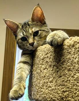 Daisy -  Domestic Short Hair Cat for Adoption in Wadsworth, Ohio - Daisy | PetCurious