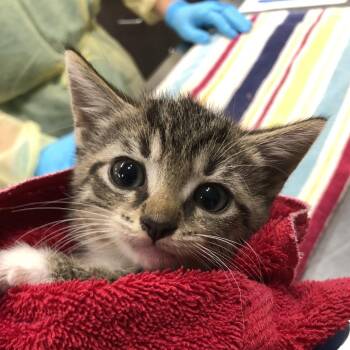 Granit -  Domestic Short Hair Cat for Adoption in Oak Park, Illinois - Granit | PetCurious