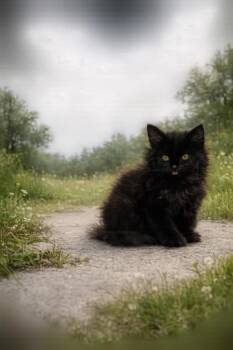 Bridgett -  Domestic Short Hair Cat for Adoption in New Orleans, Louisiana - Bridgett | PetCurious