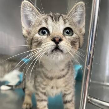 Jumpin Jellyfish -  Domestic Short Hair Cat for Adoption in Carencro, Louisiana - Jumpin Jellyfish | PetCurious
