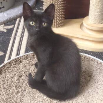 Pierre -  Domestic Short Hair Cat for Adoption in Wayne, New Jersey - Pierre | PetCurious