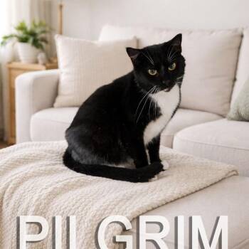 Domestic Short Hair Cats Available for Adoption - Pilgrim | PetCurious