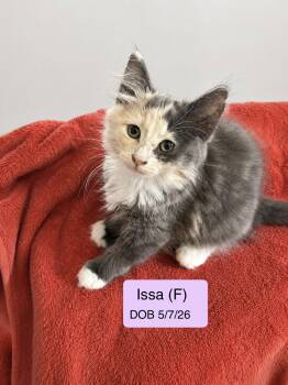 Issa -  Dilute Calico and Snowshoe Cat for Adoption in Vacaville, California - Issa | PetCurious