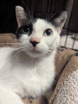 Rescue Domestic Short Hair Cats for Adoption in Muskegon, Michigan - SPOTTIE DOTTIE | PetCurious