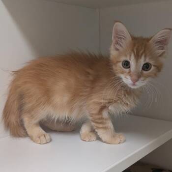 Green -  Domestic Short Hair Cat for Adoption in Reno, Nevada - Green | PetCurious