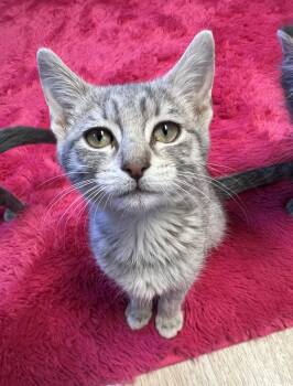 Rescue Domestic Short Hair Cats for Adoption in Mesa, Arizona - Dasie | PetCurious