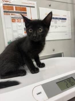 Krobos -  Domestic Short Hair Cat for Adoption in Sevierville, Tennessee - Krobos | PetCurious