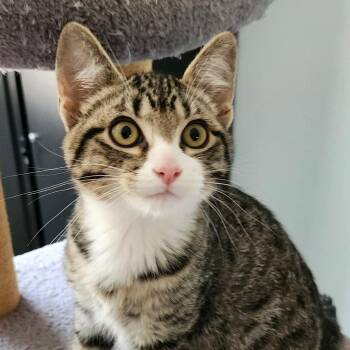 CUMIN -  Domestic Short Hair Cat for Adoption in Campbell River, British Columbia - CUMIN | PetCurious