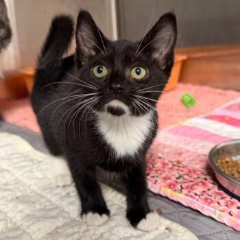 Sugar Magnolia -  Domestic Short Hair Cat for Adoption in Waynesville, North Carolina - Sugar Magnolia | PetCurious