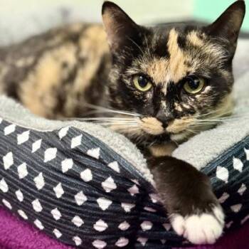 Rescue Domestic Short Hair Cats for Adoption in Ithaca, New York - Khloe | PetCurious