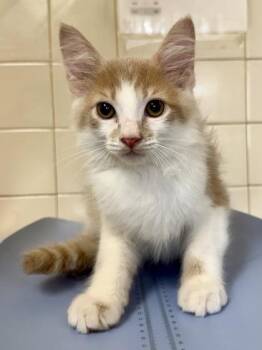 Cubbie -  Domestic Long Hair and Domestic Short Hair Cat for Adoption in San Antonio, Texas - Cubbie | PetCurious