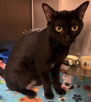 Ravyn -  Domestic Short Hair Cat for Adoption in Ocala, Florida - Ravyn | PetCurious