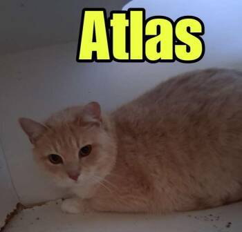 Domestic Short Hair Cats Available for Adoption - Atlas | PetCurious