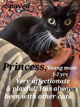 Rescue Tuxedo Cats for Adoption in Staunton, Virginia - Princess | PetCurious