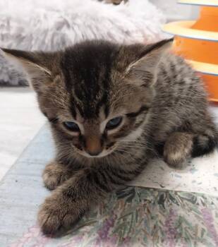 Domestic Short Hair Cats Available for Adoption in South Bend, Indiana - Keaton | PetCurious
