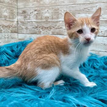 Ducati -  Domestic Short Hair Cat for Adoption in Lexington, Kentucky - Ducati | PetCurious