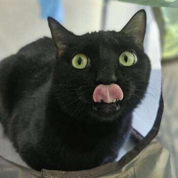 Cash -  Domestic Short Hair Cat for Adoption in Lakewood, Colorado - Cash | PetCurious