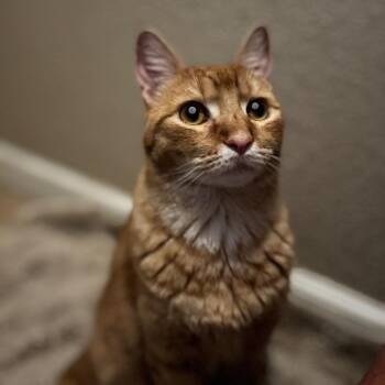 Genaro (FKA Kumquat) -  Domestic Short Hair Cat for Adoption in Midland, Texas - Genaro (FKA Kumquat) | PetCurious