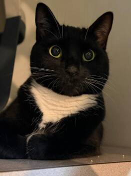 Domestic Short Hair Cats Available for Adoption in Skippack, Pennsylvania - Jasmine | PetCurious