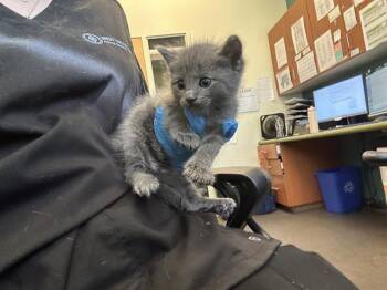 A122942 -  Domestic Short Hair Cat for Adoption in West Valley City, Utah - A122942 | PetCurious
